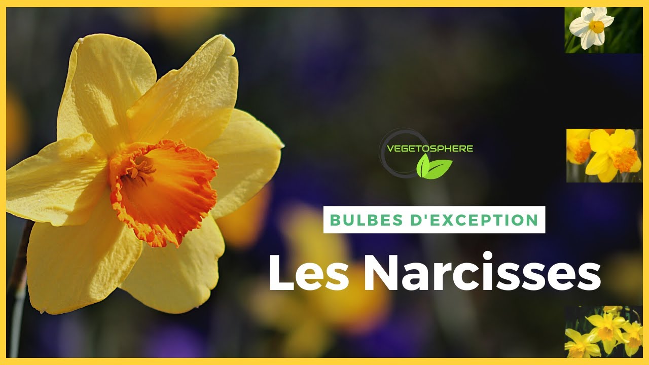 Les Narcisses, les jonquilles..... #vegetosphere #bulb #jonquilles