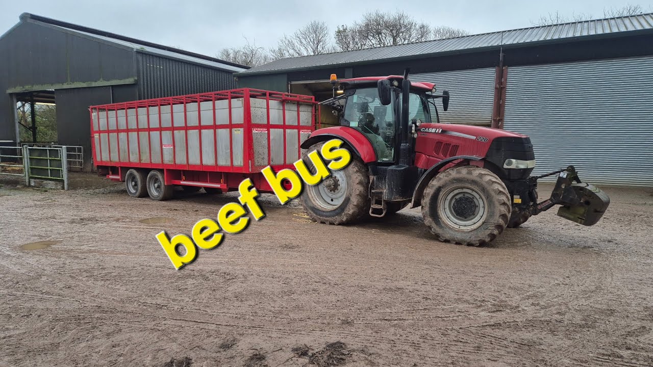 day 85. tripod the 3 legged heifer, vaccinating and weighing calves and horses