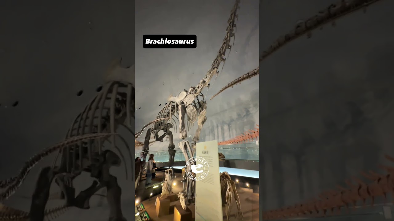 Camarasaurus vs. Mamenchisaurus: Sauropod Giants Side by Side!