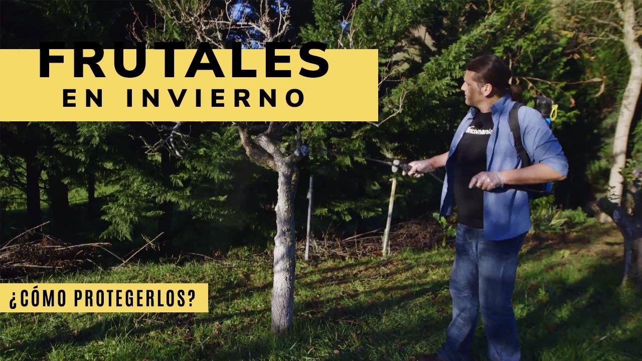 Cómo proteger frutales en invierno - Bricomanía - @Jardinatis