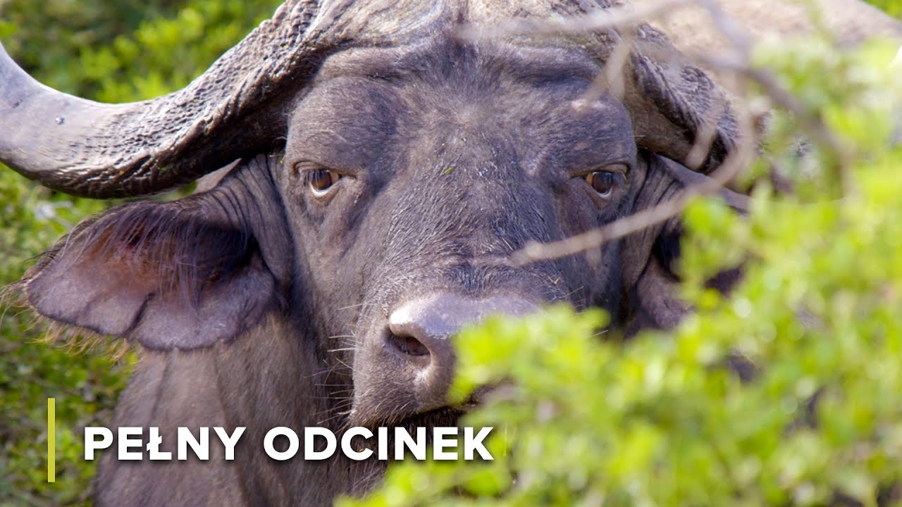 Wielki Słoń Addo Przemierza Park Narodowy Addo | Wielkie Parki Afryki 101