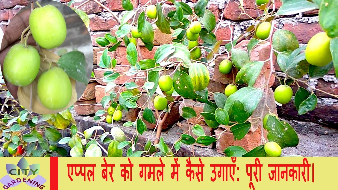 Growing APPLE BER/JUJUBE in pot: a complete know-how || एप्पल बेर को गमले में उगाने की पूरी जानकारी।