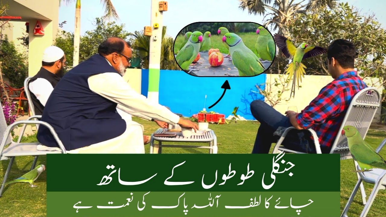 Tea Party With Wild Parrots | Jungli totay aur Tea | #nature #birds #parrot #