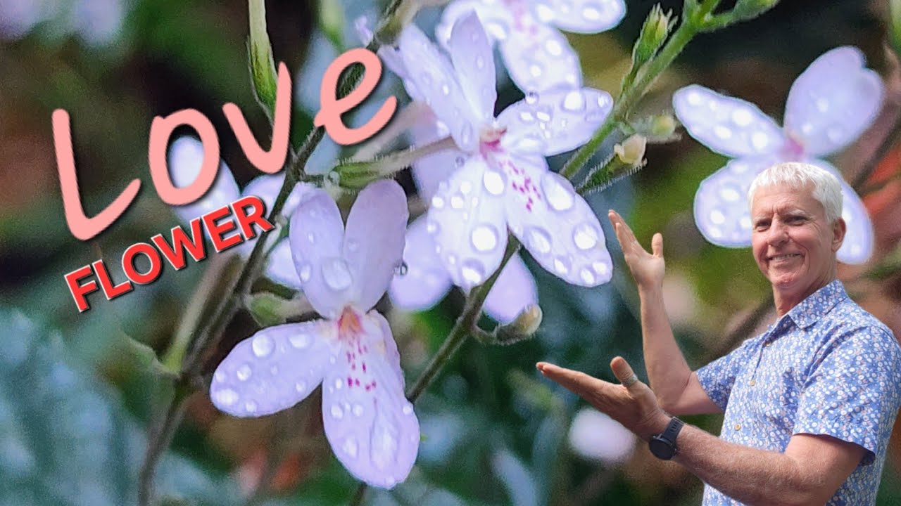 Цветок любви ко Дню святого Валентина 💝, Pseuderanthemum variabile