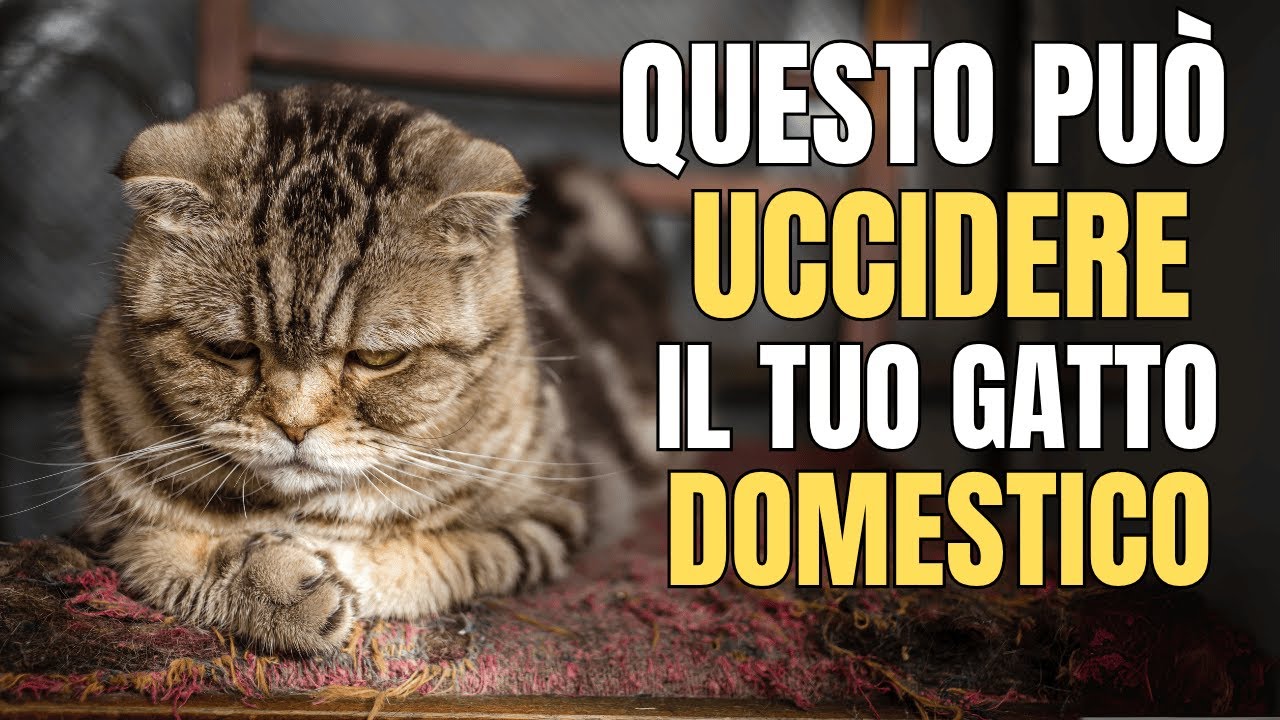 Se hai un gatto a casa, non fare mai questo (Avvertimento degli scienziati)