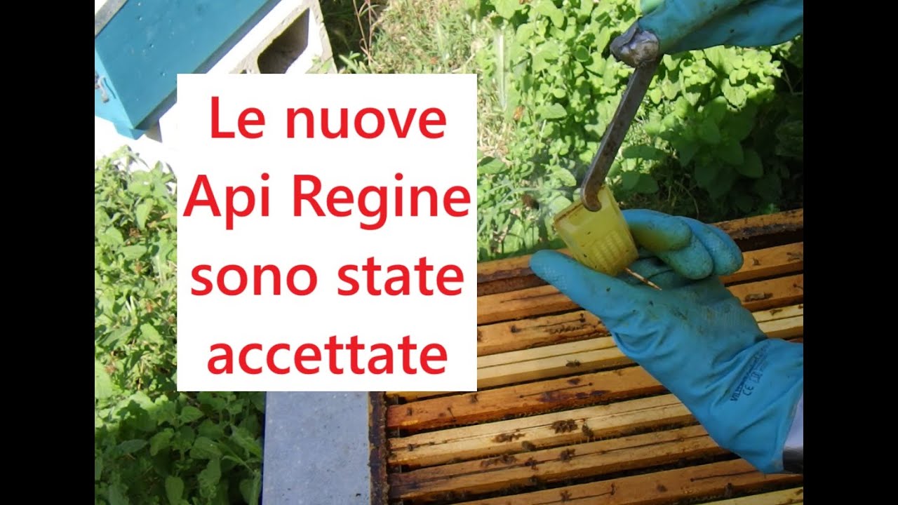 Le nuove Api Regine sono state accettate