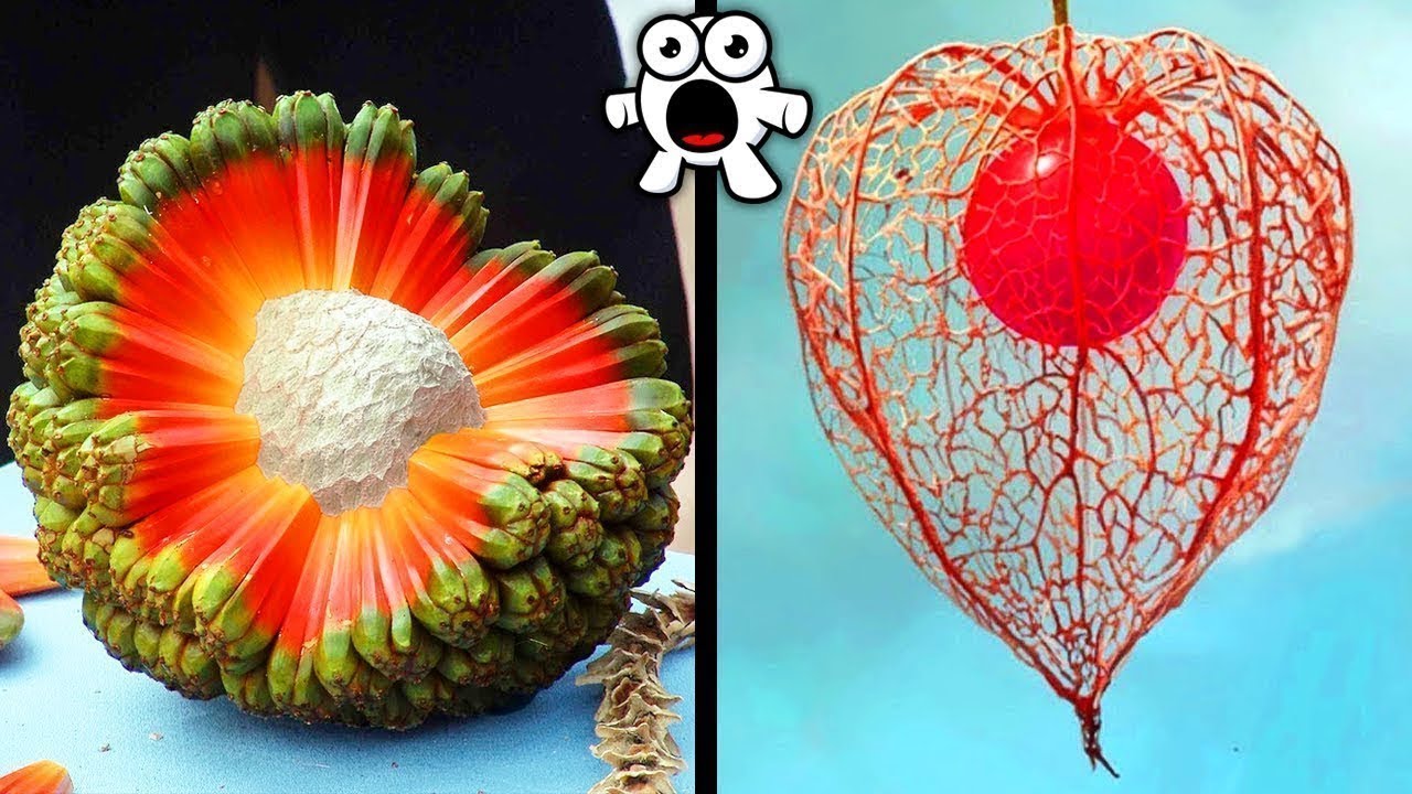 Frutas Que Você Não Vai Acreditar Que Existem