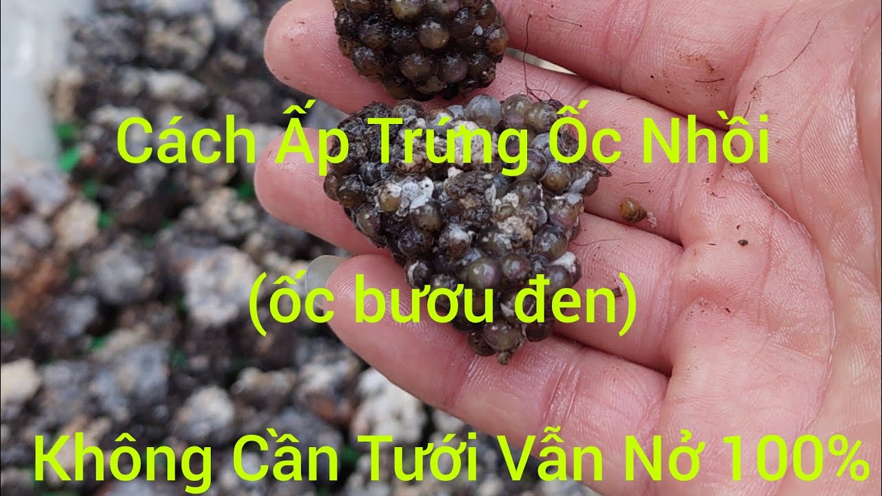 Cách Thiết Kế Thùng Xốp Và Cách Ấp Trứng Ốc Nhồi( ốc bươu đen) Đạt Tỷ Lệ Nở 100%@