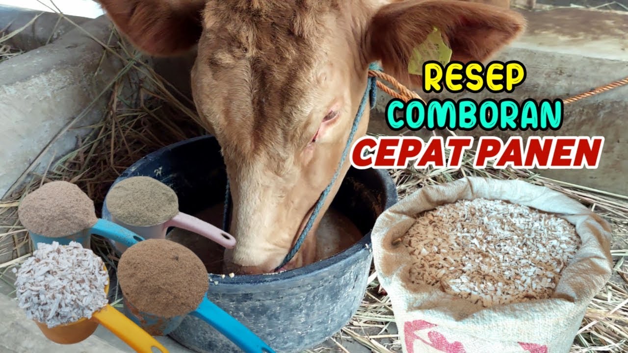 Resep Comboran Penggemukan Sapi Cepat Gemuk Cepat Panen‼️