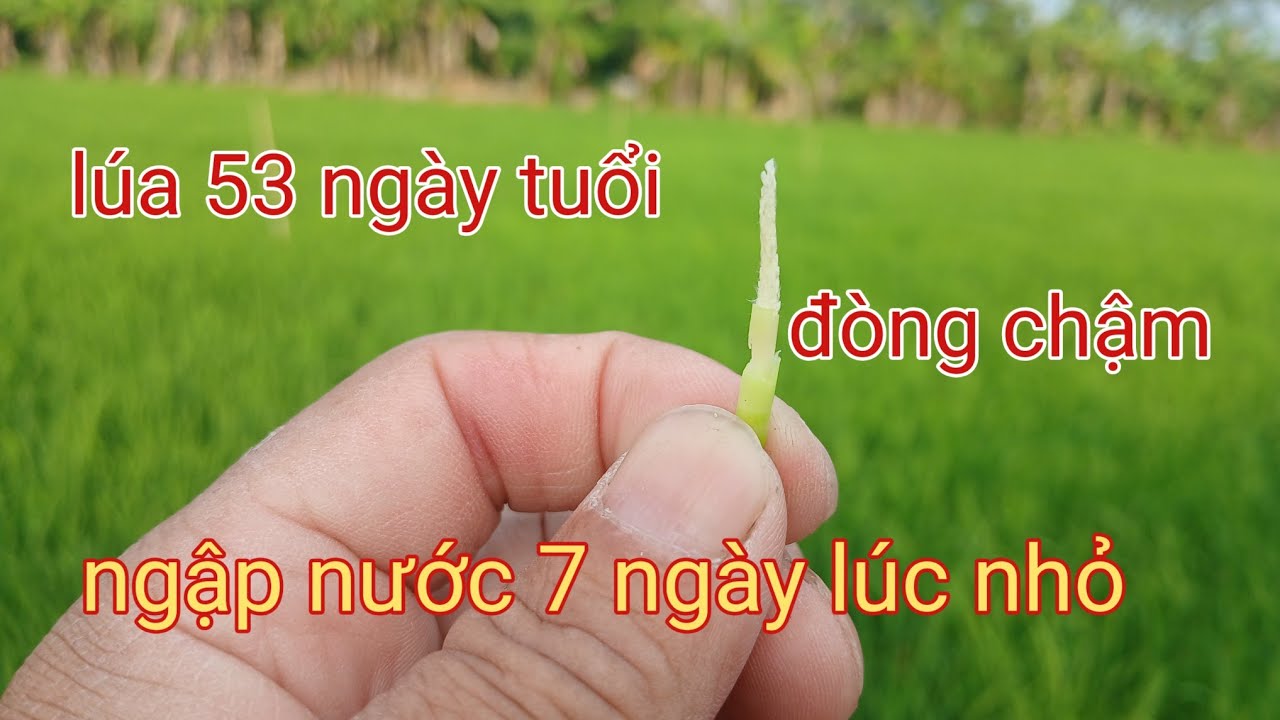 Lúa đài thơm 8 A Quang ở kênh đội quán 53 ngày tuổi