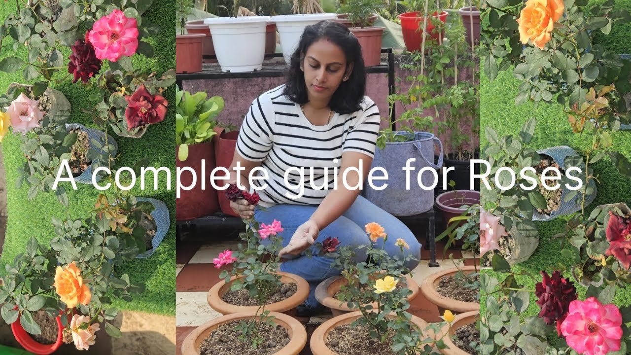 All about Roses :A complete care guide,गुलाब कि पूरी केयर और रिपोर्टिंग का बेस्ट तरीका 