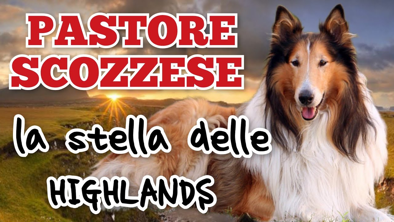 COLLIE il Pastore delle meraviglie