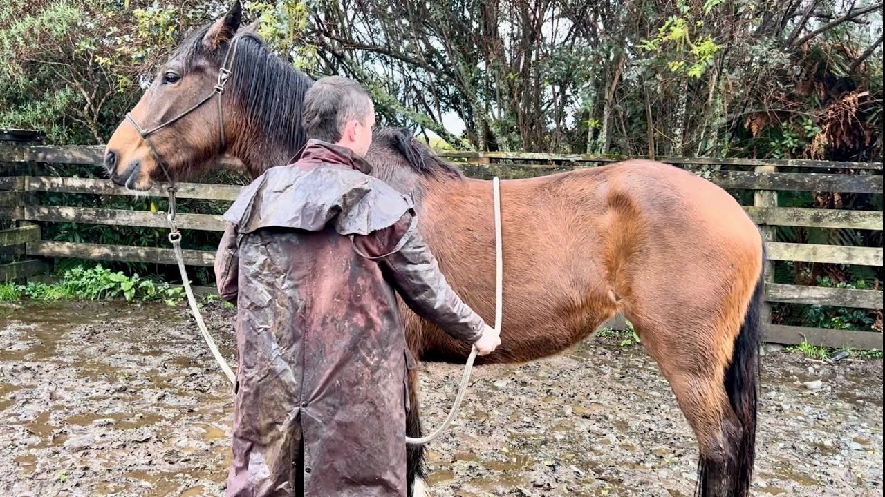 First timer breaks in a horse for pig hunting.