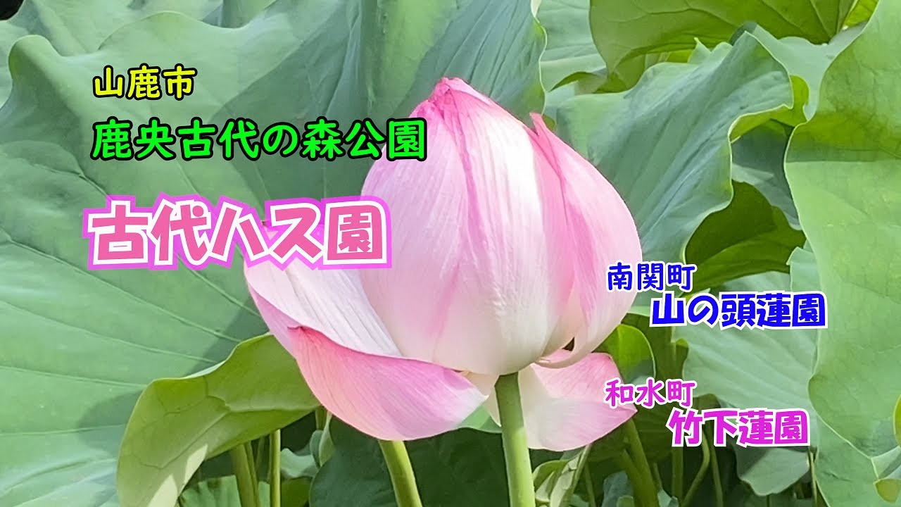 【花便り】鹿央古代の森公園　古代ハス園と道すがらの蓮園