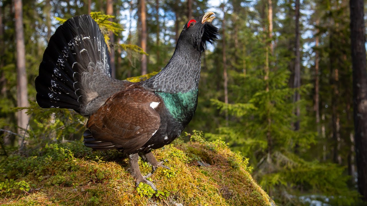 Att fotografera en galen tjädertupp - Tjäderspel - Capercaillie