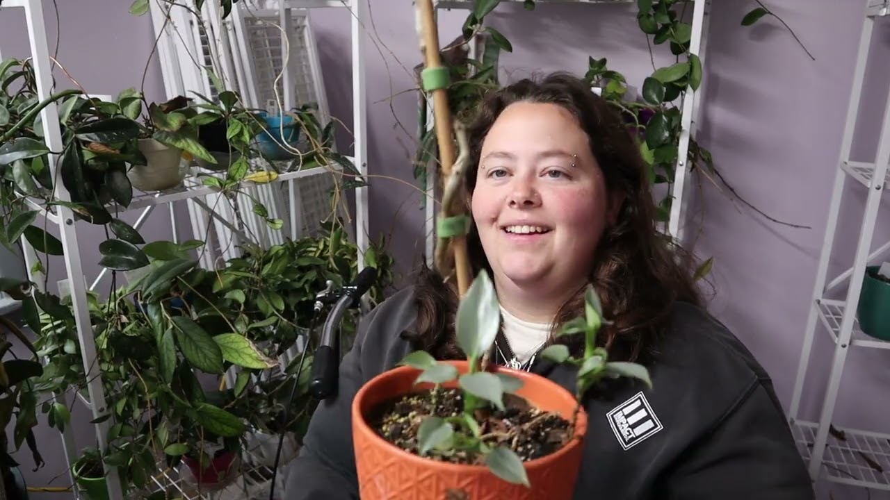 Philodendron Collection Restart pt3