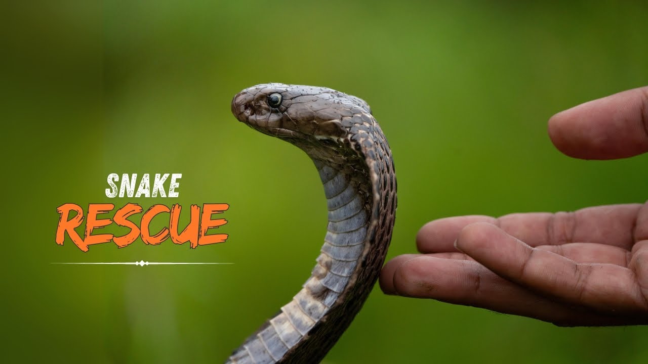 Cobra Snake Rescue | MULTIPLE RESCUES PART 2