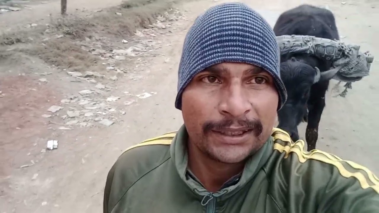 How To Cut and Collect Sugarcane For Livestock Farm | Farmer's Life saving Struggle in Winter