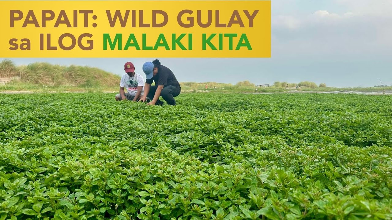 PAPAIT: WILD GULAY SA ILOG: Less Management pero mas MALAKI KITA sa Kamote at Mais!