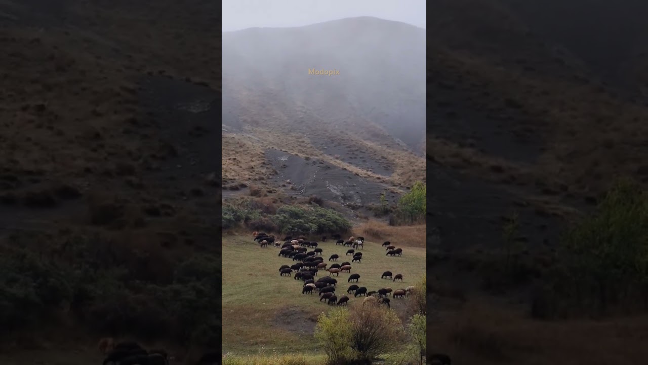 My Tranquility base, alborz mountain, mazandaran,yush city,few seconds with lucky shepherd