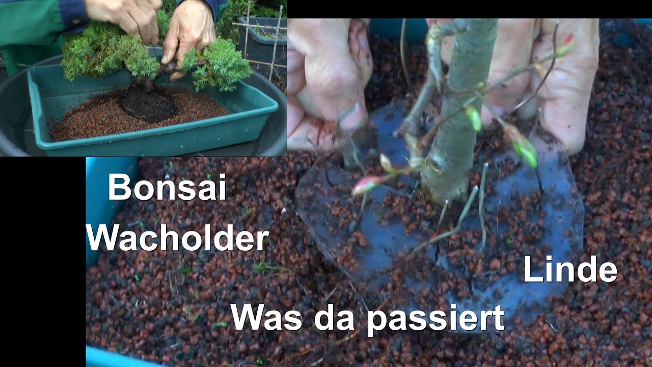 Bonsai Linde mit Mega Überraschung vorab Wacholder geht nicht gut aber lebt