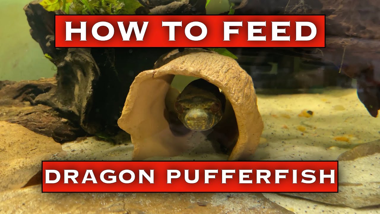 How to Feed a Dragon Puffer Fish [Pao Palembangensis]