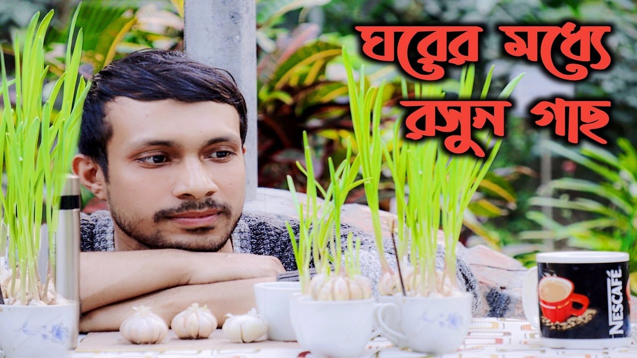 How to Grow Garlic! ঘরে রসুন চাষ! সহজে ঘরের মধ্যে রসুন গাছ লাগান। নিজে করি। DIY