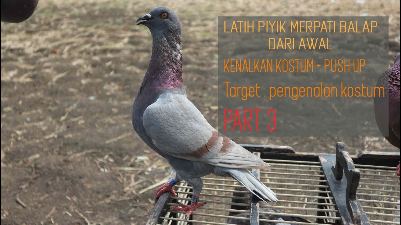 Melatih Merpati Balap Part 3 - Merpati Giring Perdana Hari Ke 2