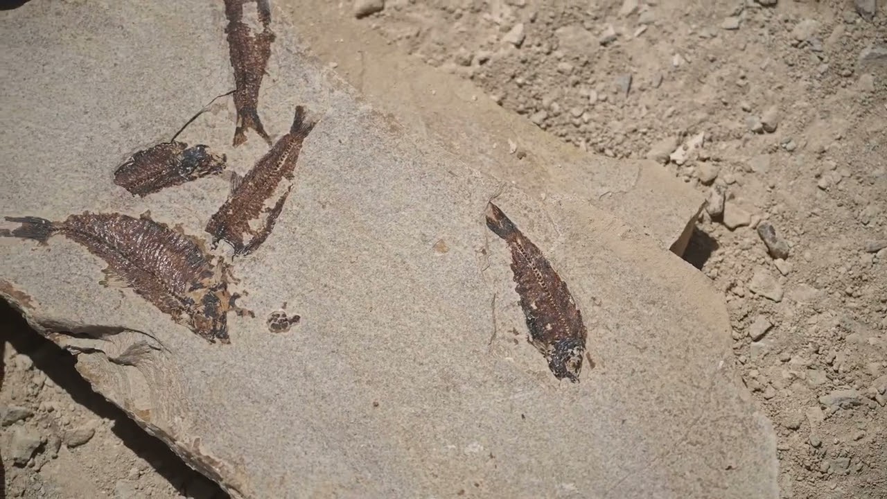 Sediments