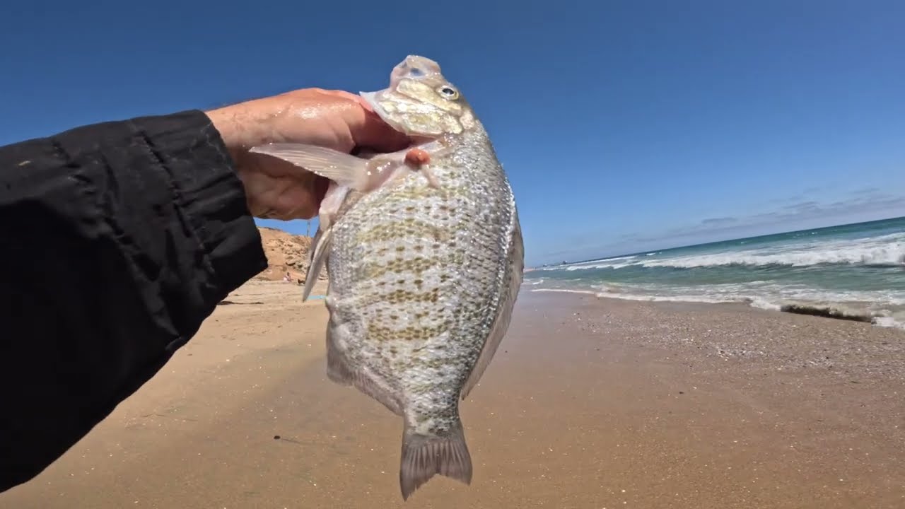 My Favorite Spot for Surf Perch – Huntington Beach California