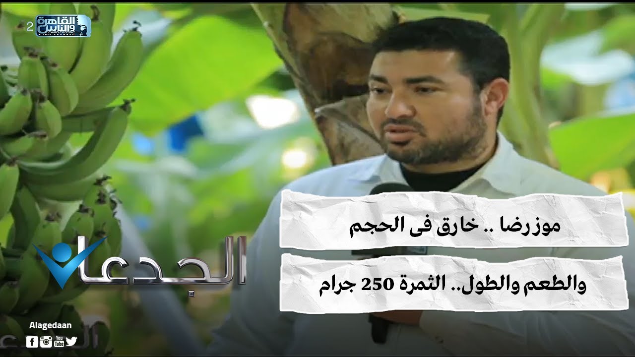 موز رضا .. خارق فى الحجم والطعم والطول.. الثمرة ٢٥٠ جرام