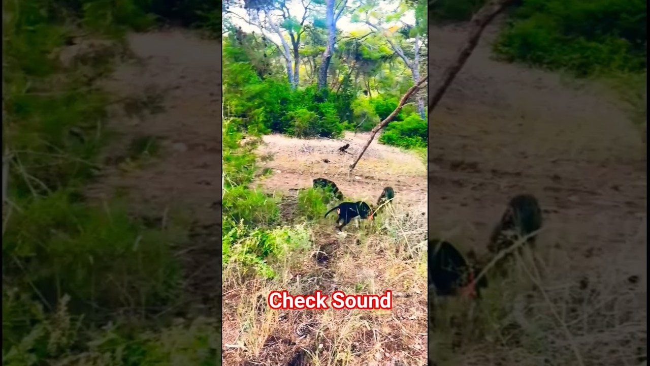 Check the sound of my pointer dogs ,, 