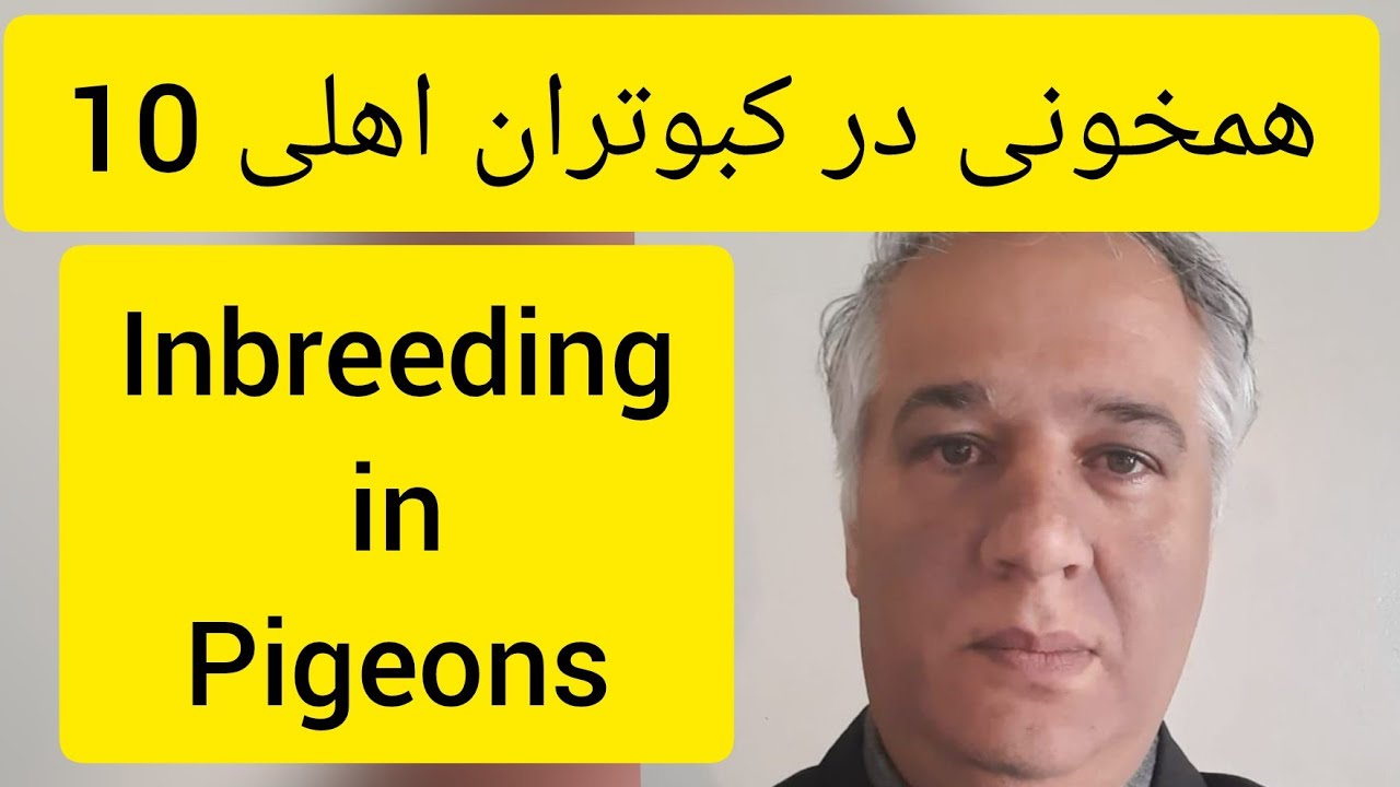 ❤️🔷  همخونی در کبوتران خانگی  (شماره 10 از 11 ) توسط آقای دکتر عباس اسدزاده   Inbreeding in Pigeons