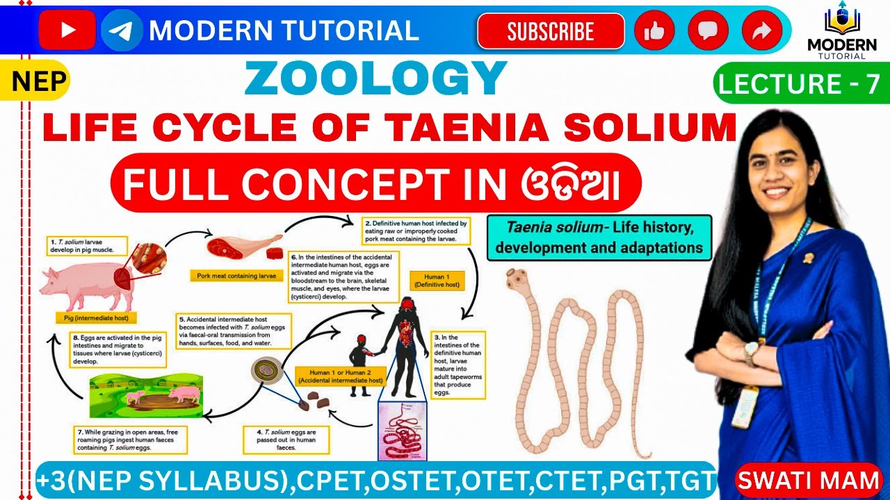🎯CLASS-7 || LIFE CYCLE OF TAENIA SOLIUM || ZOOLOGY || MAJOR-1 || PAPER-1 ||