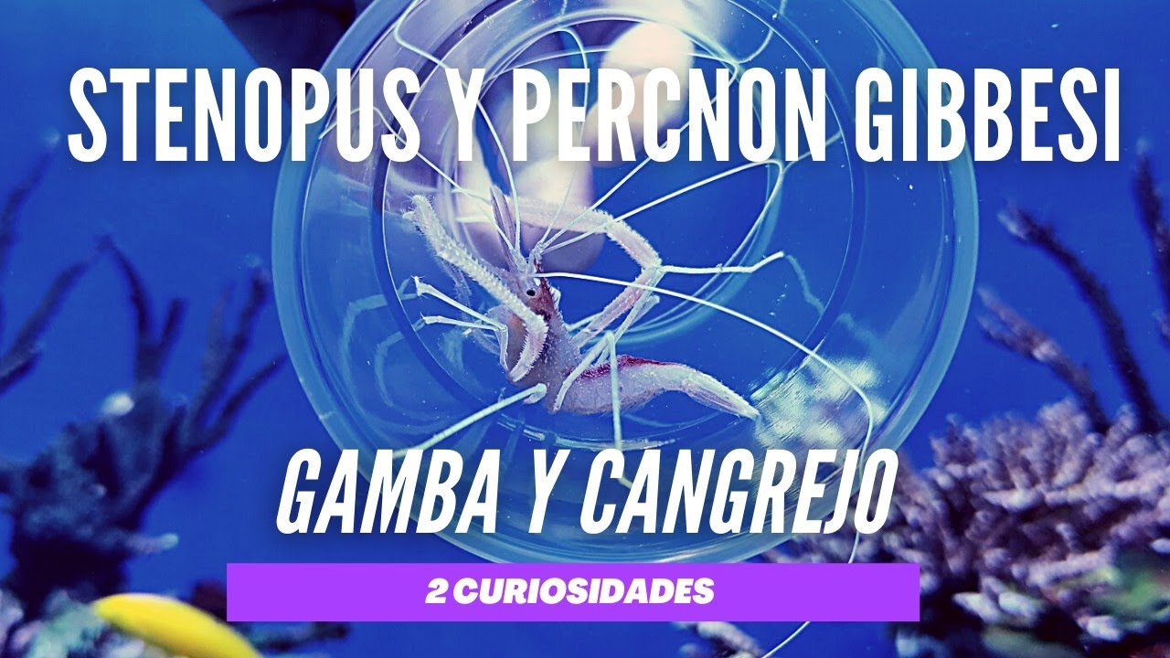📌📌 CANGREJO Y GAMBA RAROS 😍 Stenopus y Percnon Gibbesi ❤️