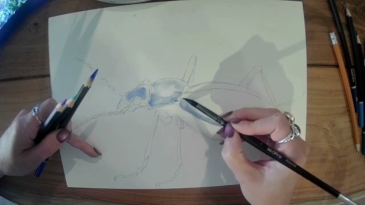 Drawalong with Pip - Blue Ground Beetle