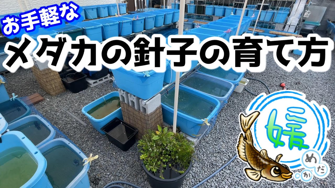 メダカの卵・針子の育て方～小型容器と人工飼料で沸かせる微生物で手軽に稚魚育成～【媛めだか】