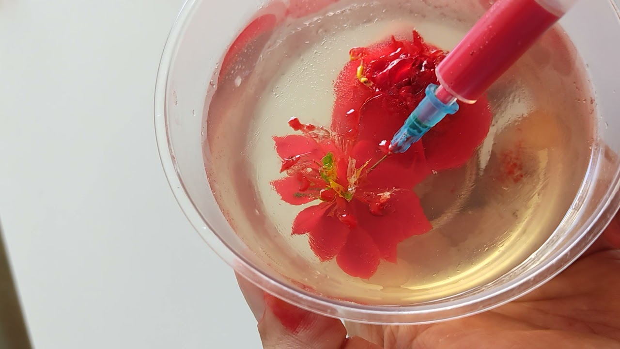 gelatinas con aguja ,flor de navidad.