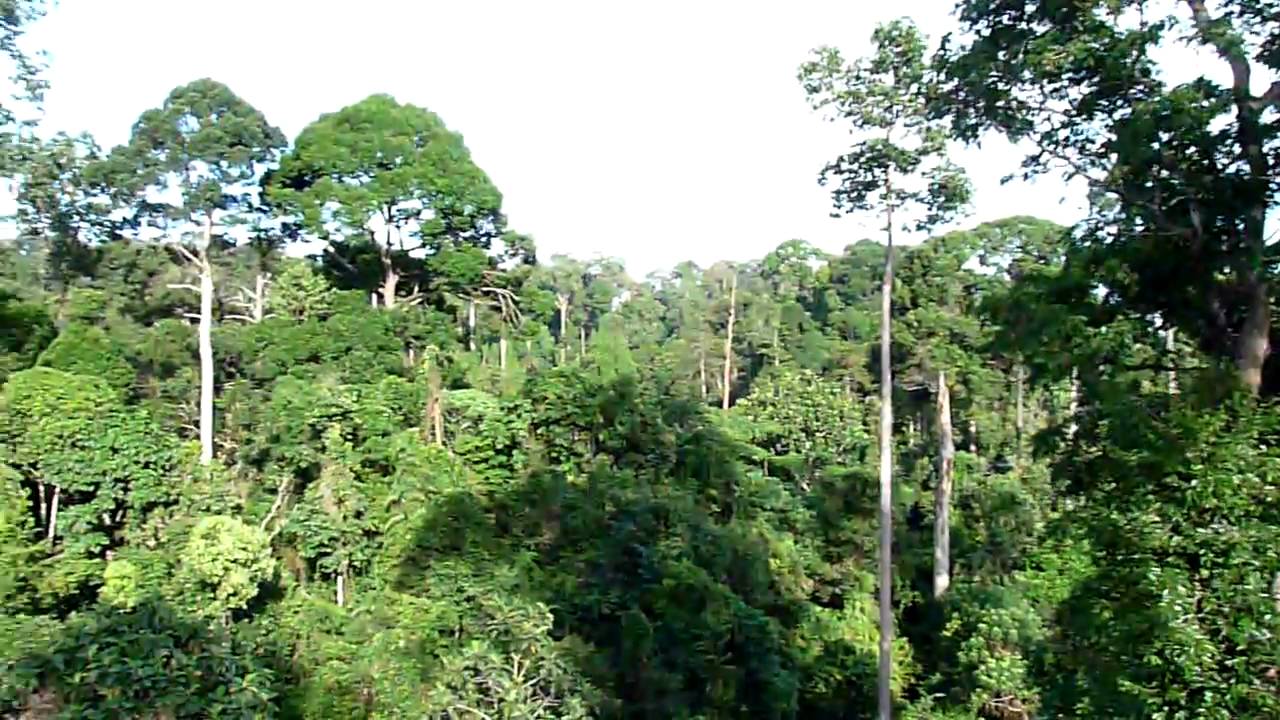 Canopy walkway at Rainforest Discovery Centre, Sepilok (Sabah, Borneo).