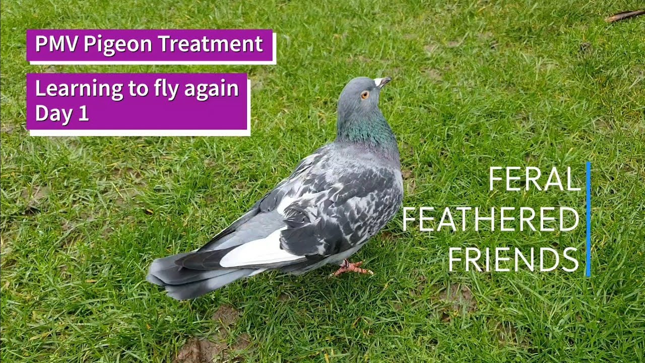 PMV/Newcastle Disease Treatment in Pigeons, Learning to fly, Day 1