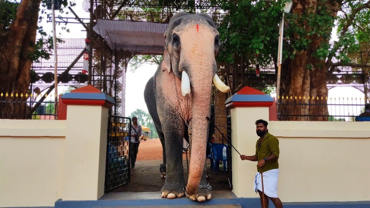 തെക്കിനിഅമ്മക്കാവ് പൂരത്തിനായി സായിപ്പ് 😍😎 | Kuttankulangara Arjunan Thekkiniammakavu Pooram 2025