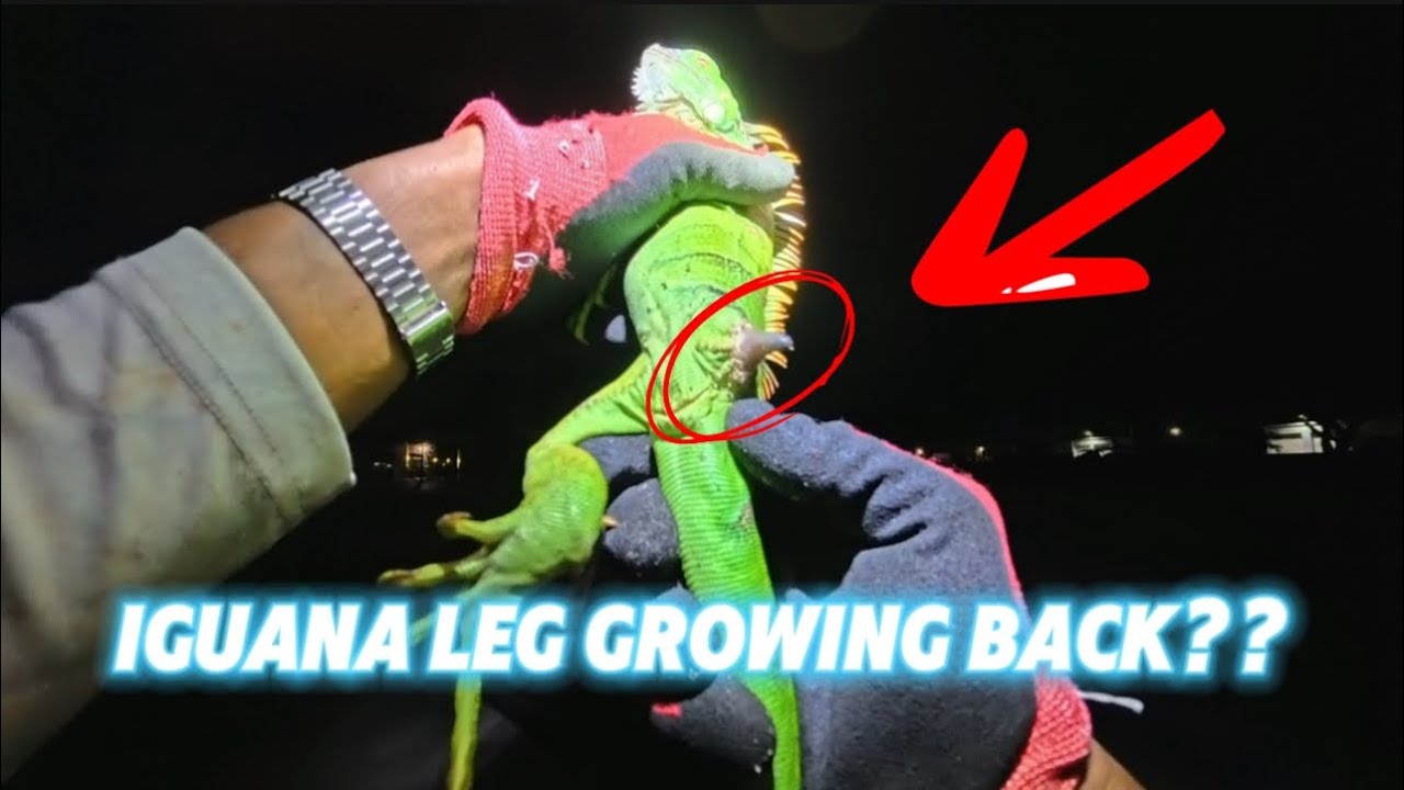 Tough Iguanas!