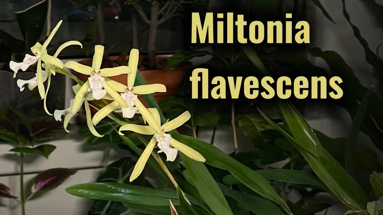 Обзор старичков моей коллекции. Miltonia flavescens.