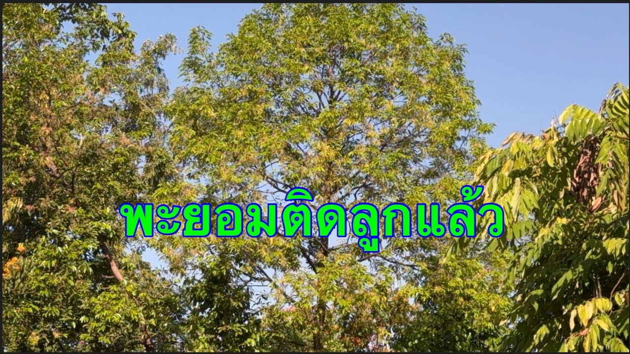 พะยอมติดลูกแล้วใครอยากได้แวะมา