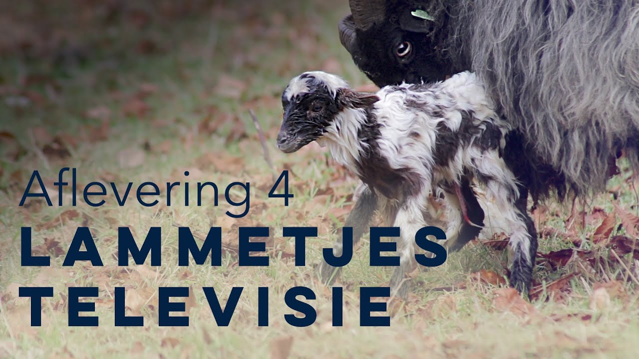 Lammetjes Televisie E4 - de tweeling van Lotje