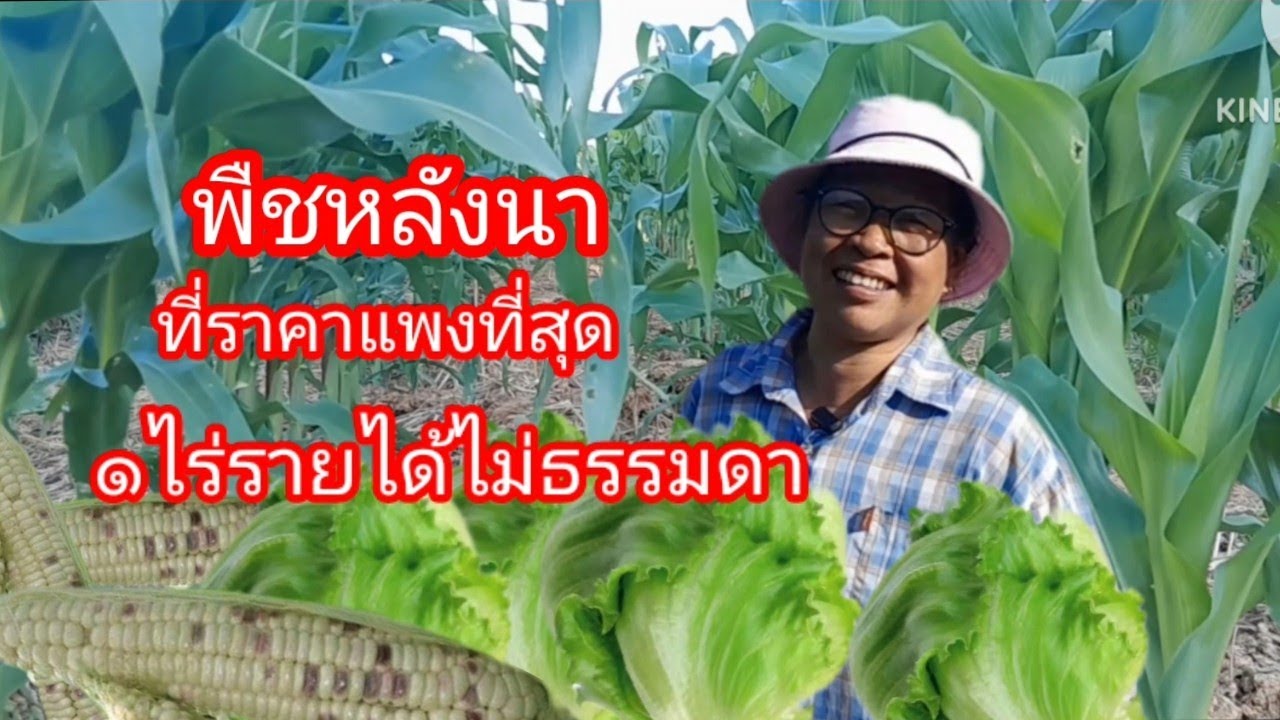 #๑ไร่รายได้ไม่ธรรมดา #พืชหลังนาที่สร้างรายได้ดีที่สุด