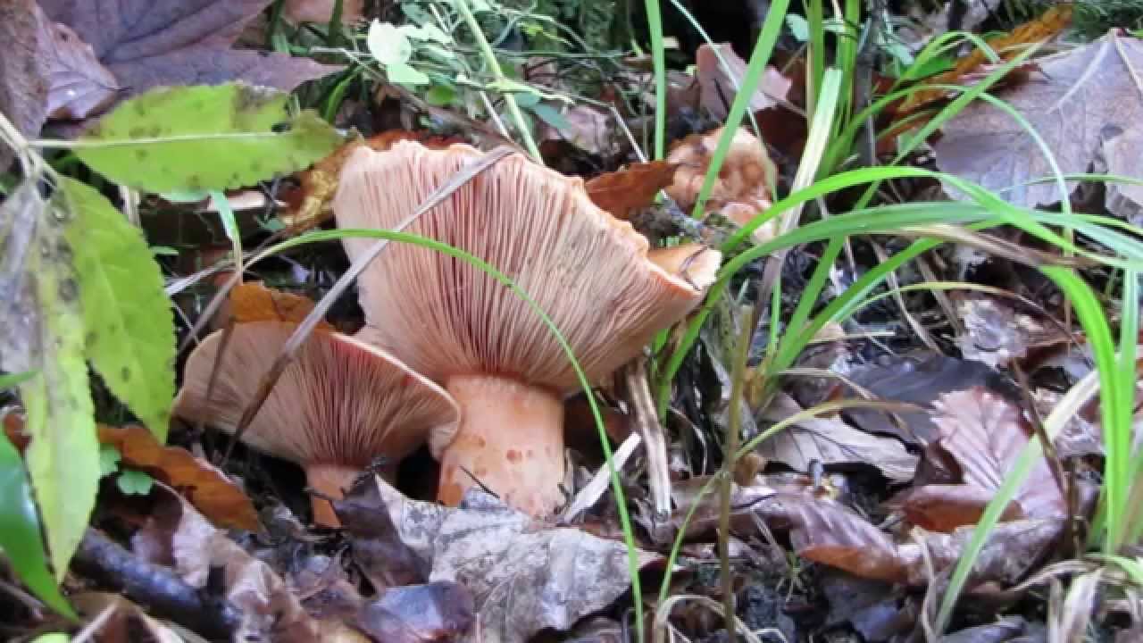 lepszy rydz niż nic  -  Lactarius deliciosus