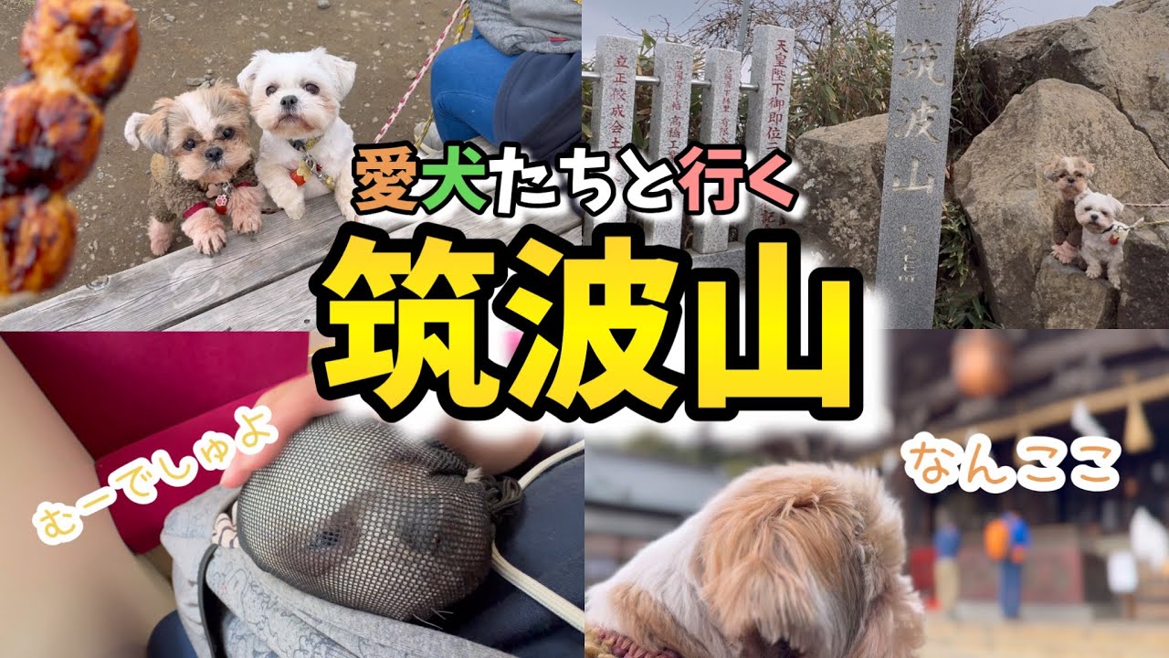 愛犬たちの反応は⁉️筑波山登山珍道中【🐶🐶と最後のお出かけ】