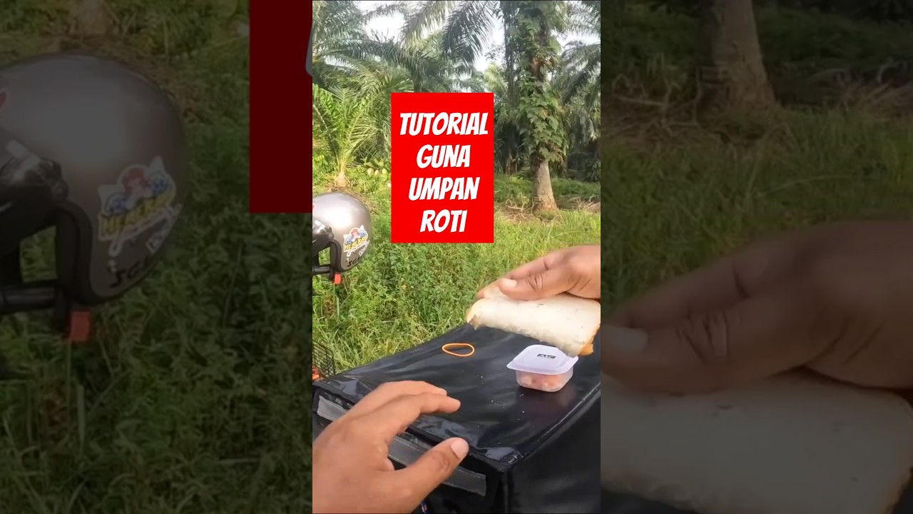 CARA PANCING SEPAT GUNA UMPAN ROTI #fishing #mancingikan #ikansepat