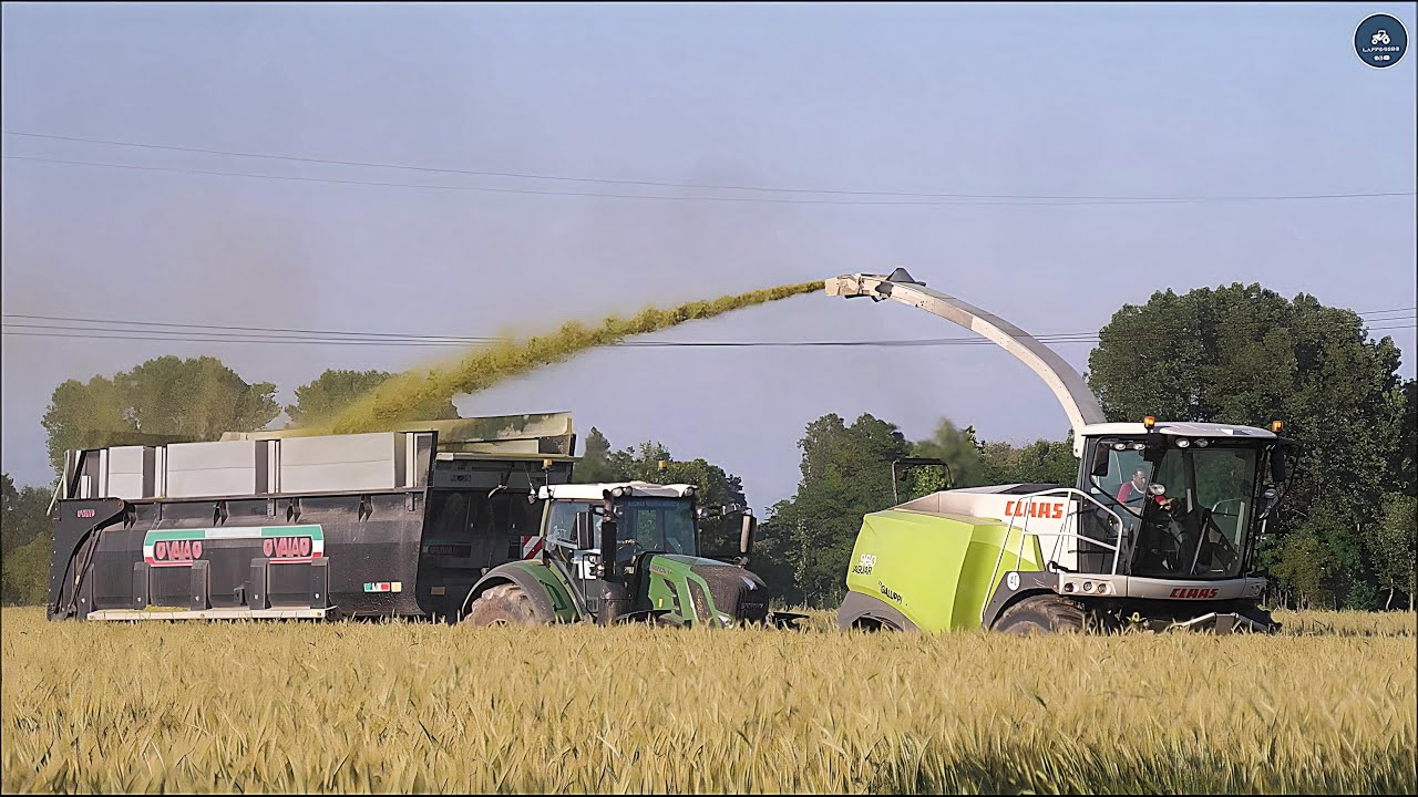 Claas Jaguar 960 & 3 Fendt 800 + Vaia NL - Agro Meccanica - Insilato triticale 2024